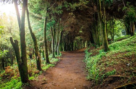 Quedarás Maravillado Al Visitar El Bosque Que Posee El Parque Nacional Montecristo Diario RoatÁn