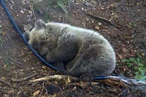 Bear Cub Found Dead In Spanish Pyrenees