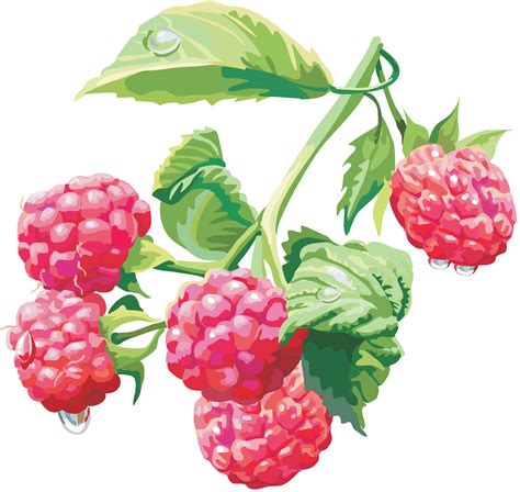 Raspberry Png Images Transparent Background Png Play