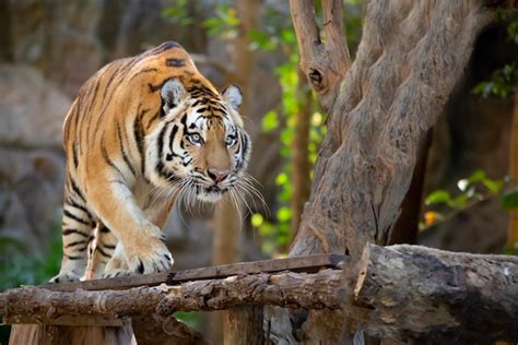 Tigre De Bengala En El Bosque Muestra La Cabeza Y La Pierna Foto Premium