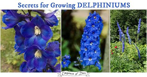 Delphiniums Larkspur Are Tall Beautiful Flowering Perennials Perfect