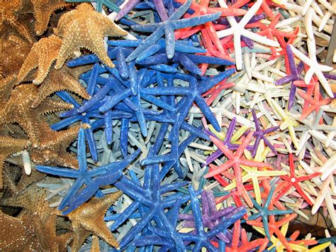 Colorful Starfish Free Stock Photo Public Domain Pictures