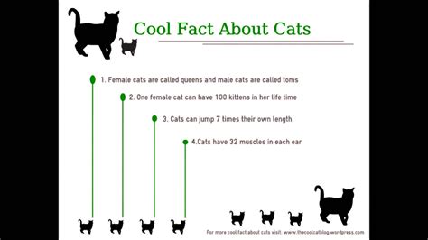 Daily Cat Facts Prank Daily Choices