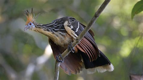 Exotic Species In The Amazon Rainforest Birds Cgtn