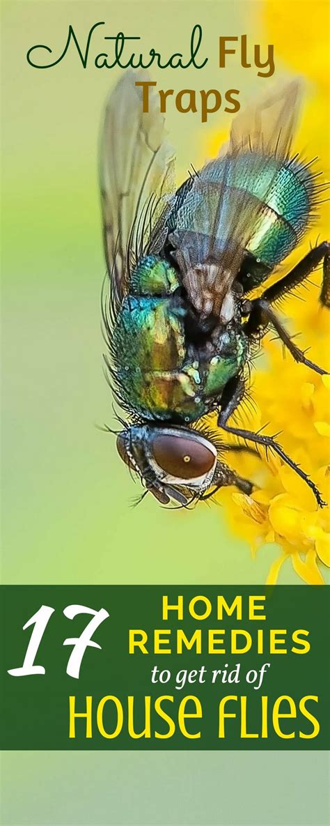 How To Get Rid Of Flies Outside Naturally Best Website 2022