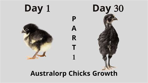 Australorp Chicks Growth Part 1 Day 1 To 30 Youtube