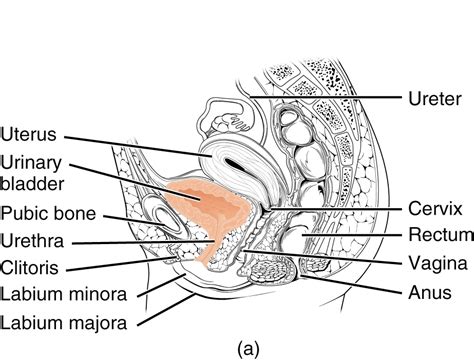 Ureter Urethra Urinary Bladder — The Urogenital System Lecturio