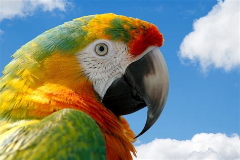 Parrot Macaw Free Stock Photo Public Domain Pictures