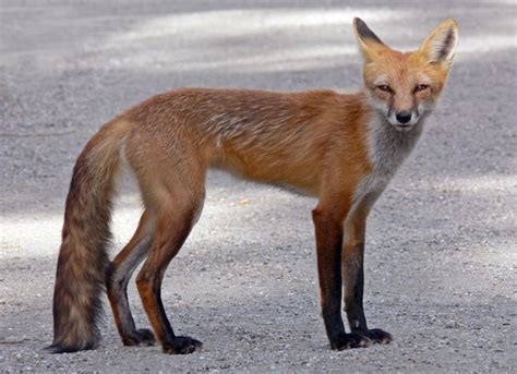 Pic is listed in the world's largest and most authoritative dictionary database of abbreviations and acronyms. Animals And Birds: Fox Profile & Pic`s 2011