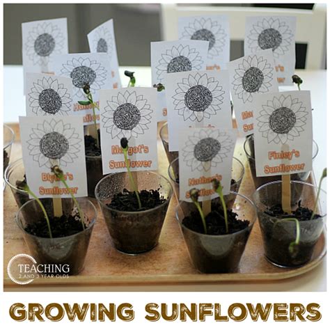 Every Year I Look Forward To Our Sunflower Garden Project Our