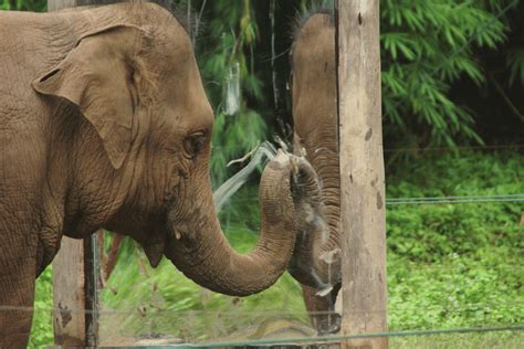 an asian elephant investigates a mirror image credit joshua plotnik download scientific