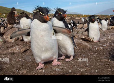 Colonia De Anidación De Pingüinos Rockhopper Isla Saunders Malvinas