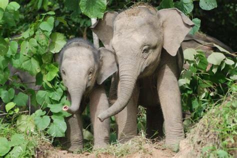Fast Facts Save The Borneo Pygmy Elephant