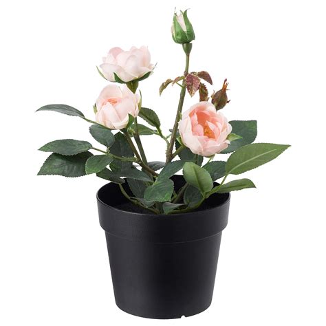Il suo design è molto romantico, si presenta.piante dainterno con fiori rose : Piante Dainterno Con Fiori Rose - Piante Da Appartamento ...