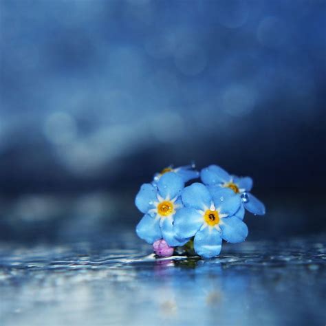 Please Forget Me Not By Kara A On Deviantart Beautiful Flowers