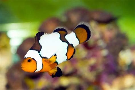 Snowflake Clownfish Tank Size Diet Lifespan And More