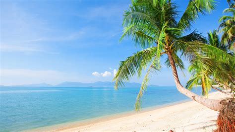 Wallpaper Beach Palm Trees Sea Tropical Summer 3840x2160 Uhd 4k