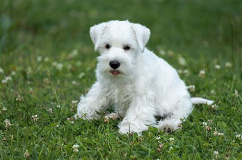 It is brave and fun, making and an excellent companion. Miniature Schnauzer - zooplus Magazine