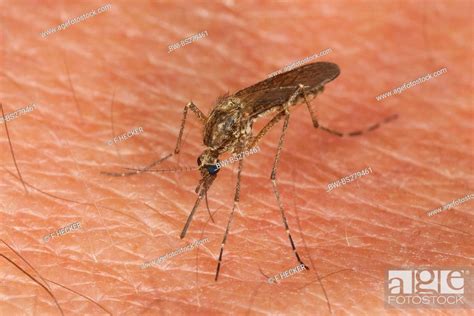 Mosquito Gnat Aedes Spec Female Sitting On Human Skin Sucking Blood