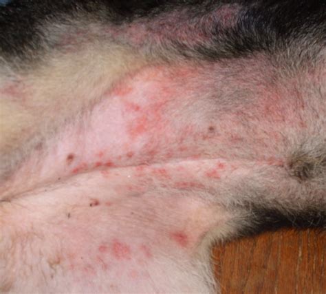 Top 97 Wallpaper Pictures Of Skin Rashes On Dogs Updated