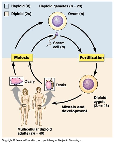Human Life Cycle Mitosis And Meiosis