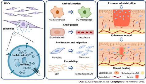 Mesenchymal Stem Cell Derived Exosomes A Novel And Potential Remedy