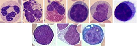 Basophils Neutrophils Lymphocytes Monocytes Eosinophils