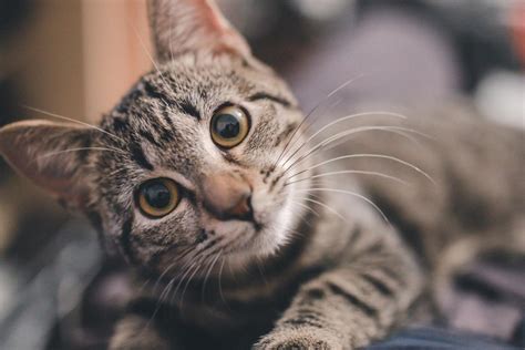 Wild cats in temperate regions generally have hazel eyes, but the coloured part of the eye is called the iris, a word that means rainbow. Most Common Cat Eye Color and Their Meaning - Cat Eye ...