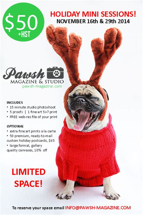 Toronto Dog Photographer Pet Holiday Mini Sessions Pawsh Magazine