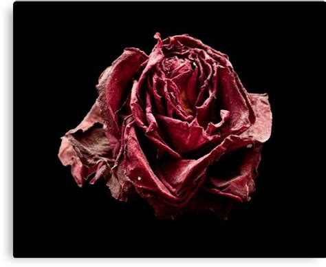 Dead Red Rose Canvas Prints By Wolfman57 Redbubble