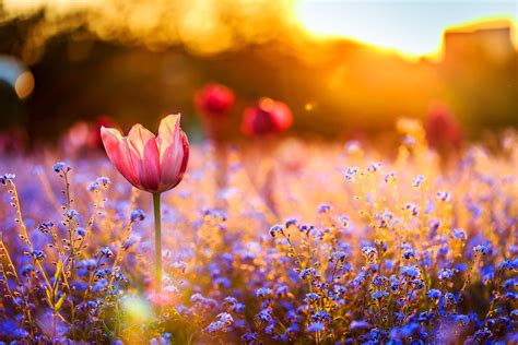 Spring Sunset Mood By Cosmin Anghel