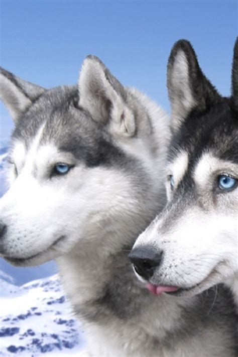 17 Best Images About Huskies On Pinterest Siberian Huskies The