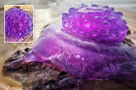 Ultra Rare Purple Jellyfish Washes Up On Aussie Beach Leaving People In