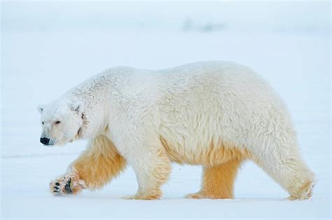 Polar Bear Ursus Maritimus Profile Photograph By Steven Kazlowski