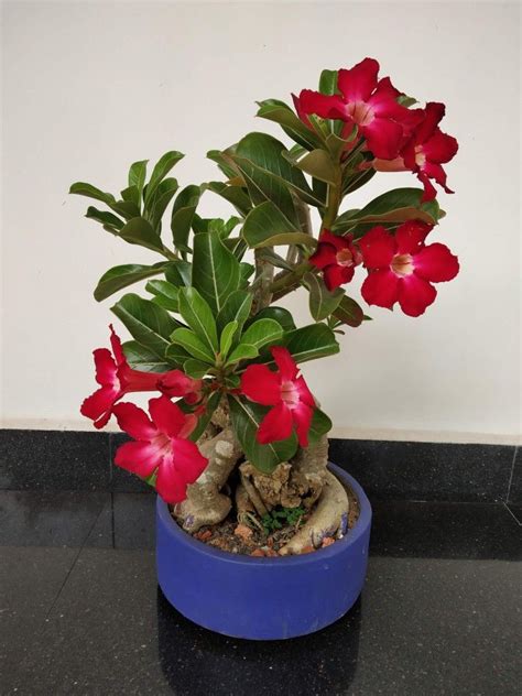 Red Adenium Bonsai In 2020 Adenium Desert Flowers Bonsai Tree
