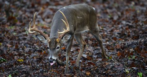 Mississippi Dept Of Wildlife To Acquire 17000 Acres Of Land