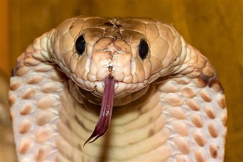 The 3 Types Of Snake Venom Explained