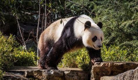 4k Bears Pandas Hd Wallpaper Rare Gallery