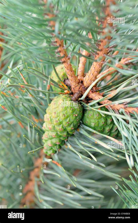 Pine Pinus Sp Branch With Unripe Seed Cones North Rhine Westphalia