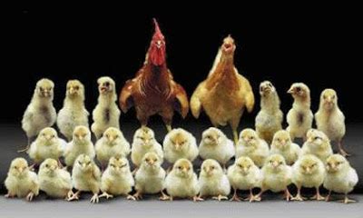 Belajar mewarnai gambar binatang ayam untuk anak. Haleluya Group: Induk ayam