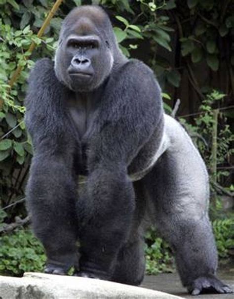 Hermosos Gorilas 1 Taringa