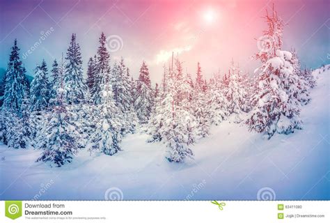 Misty Winter Scene In The Snowy Mountain Forest Stock Photo Image