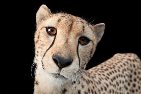 Joel Sartore The Los Angeles Center Of Photography