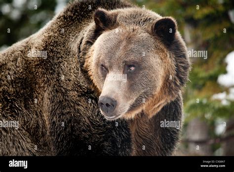 Grizzly Bear Ursus Arctos Horribilis In Outdoor Closeup View Stock