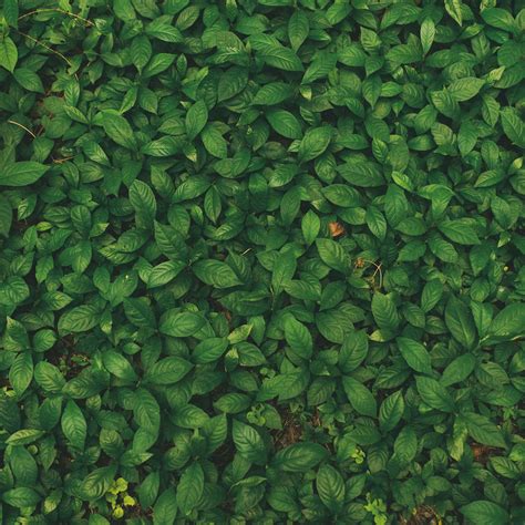 Download Wallpaper 2780x2780 Leaves Veins Plant Grass Ipad Air Ipad