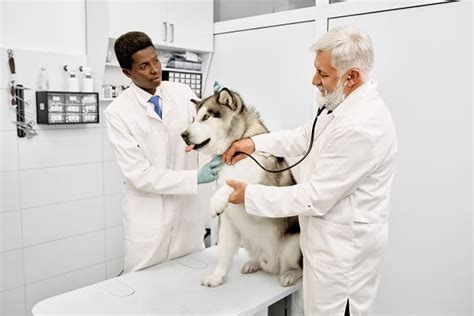 Why You Should Take Your Pet For Regular Checkups