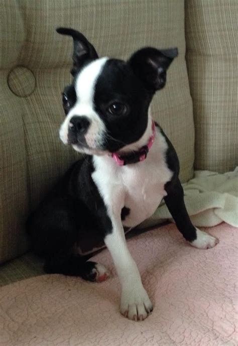 Please note this is an estimate based on typical growth patterns for boston terrier puppies. Pin by Kathy Farrar on Boston Terriers | Boston terrier ...