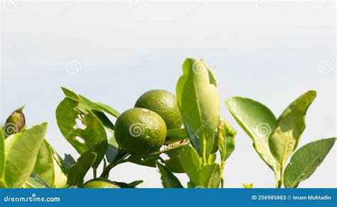 Key Lime Fruit With A Sour Taste To Complement The Dish Providing A
