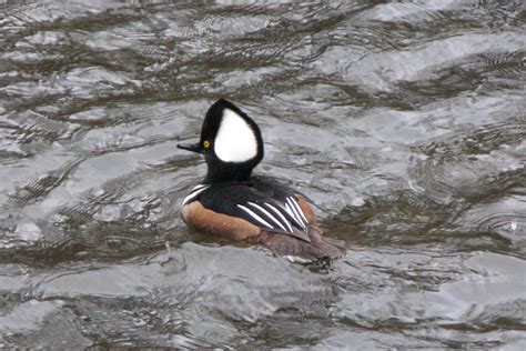 Andy Frank Hooded Merganser Bufflehead