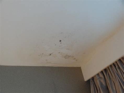 It may be tempting to repaint the ceiling and hope for the best, but water stains will usually start showing through the new layer of paint if they haven't been treated. Mold or Mildew Stains on the Ceiling - Picture of One ...